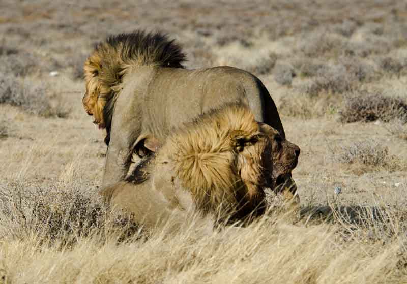 León - parque nacional de Etosha - Namibia 40.jpg